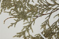 柏木、柏樹藏品圖，第5張