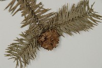 杉木藏品圖，第3張