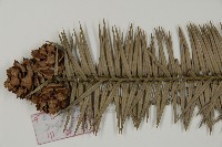 杉木藏品圖，第4張