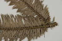 杉木藏品圖，第5張