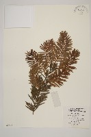 鐵堅油杉藏品圖，第1張