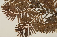 鐵堅油杉藏品圖，第3張