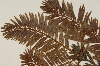 鐵堅油杉藏品圖，第4張