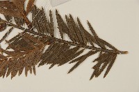 鐵堅油杉藏品圖，第5張