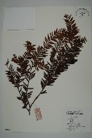 南方紅豆杉藏品圖，第1張