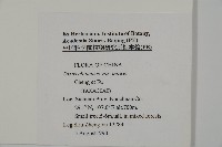 南方紅豆杉藏品圖，第2張