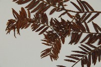 南方紅豆杉藏品圖，第3張