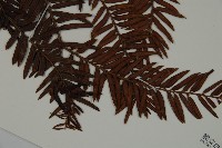 南方紅豆杉藏品圖，第4張