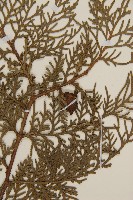 側柏藏品圖，第3張