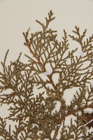 側柏藏品圖，第4張