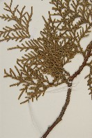 側柏藏品圖，第5張