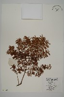 紅豆杉藏品圖，第1張