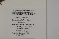 紅豆杉藏品圖，第2張