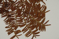 紅豆杉藏品圖，第4張