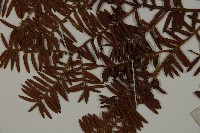 紅豆杉藏品圖，第5張