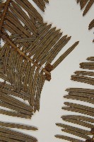 中國粗榧藏品圖，第3張