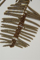 中國粗榧藏品圖，第4張