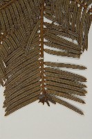 中國粗榧藏品圖，第5張