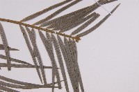 三尖杉藏品圖，第3張