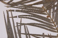 三尖杉藏品圖，第4張