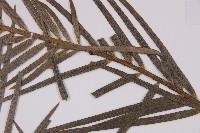 三尖杉藏品圖，第5張