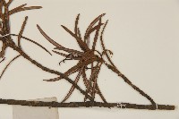 銀杉藏品圖，第5張