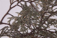 柏木、柏樹藏品圖，第3張