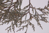 柏木、柏樹藏品圖，第5張