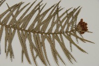 杉木藏品圖，第3張