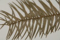 杉木藏品圖，第4張