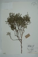 登錄號:G000555藏品圖，第1張