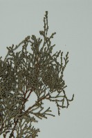 登錄號:G000555藏品圖，第3張