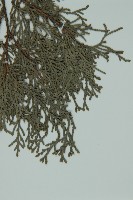 登錄號:G000555藏品圖，第4張