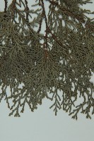 登錄號:G000555藏品圖，第5張