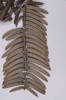 登錄號:G000556藏品圖，第3張