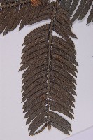 登錄號:G000556藏品圖，第4張