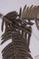 登錄號:G000556藏品圖，第5張