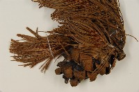 登錄號:G000557藏品圖，第3張