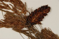 登錄號:G000558藏品圖，第3張