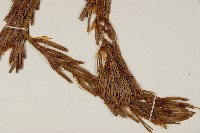 登錄號:G000558藏品圖，第4張