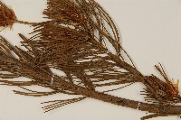 登錄號:G000558藏品圖，第5張