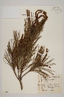 日本赤松藏品圖，第1張