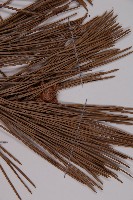 黑松藏品圖，第2張