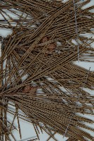 黑松藏品圖，第3張