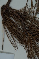 黑松藏品圖，第4張