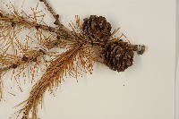 日本落葉松藏品圖，第3張