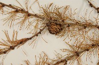 日本落葉松藏品圖，第4張