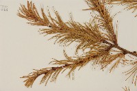 日本落葉松藏品圖，第5張