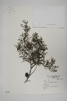 登錄號:G000562藏品圖，第1張