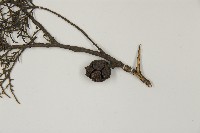 登錄號:G000562藏品圖，第3張